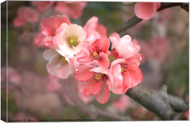 Flowering Quince Blossom Canvas Print by Alison Chambers