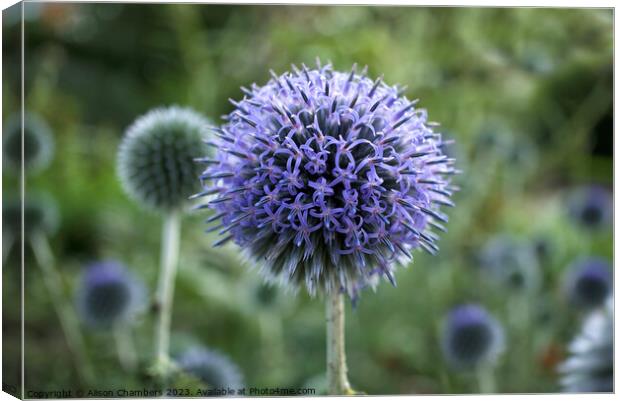 Globe Thistle Canvas Print by Alison Chambers