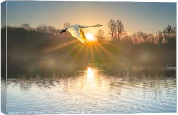 Flying Swan Canvas Print by Alison Chambers