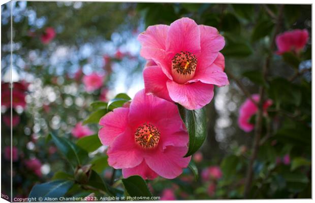 Camellias Canvas Print by Alison Chambers