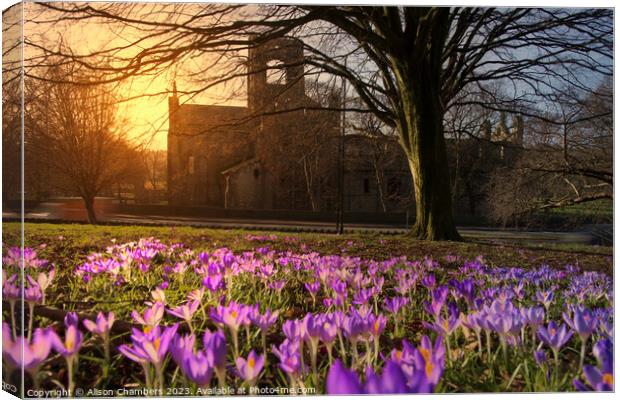 Kirkstall Abbey Crocuses Canvas Print by Alison Chambers