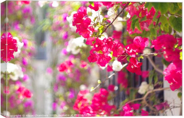 Bougainvillea  Canvas Print by Alison Chambers