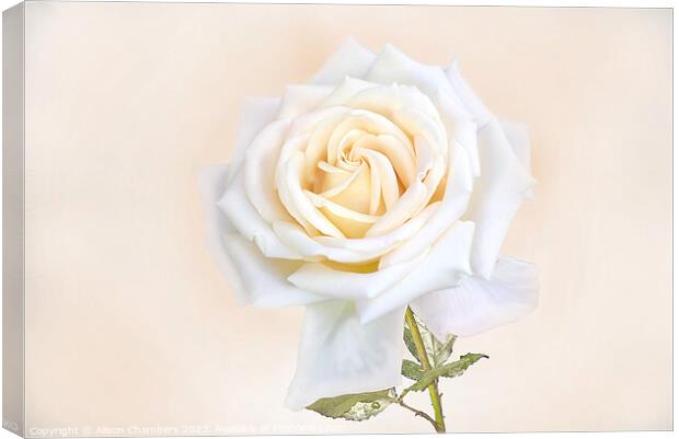 White Rose Canvas Print by Alison Chambers