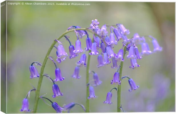 English Bluebells Canvas Print by Alison Chambers