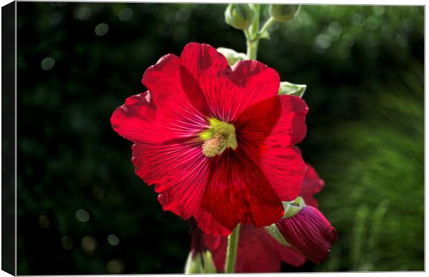 Hollyhock Canvas Print by Alison Chambers