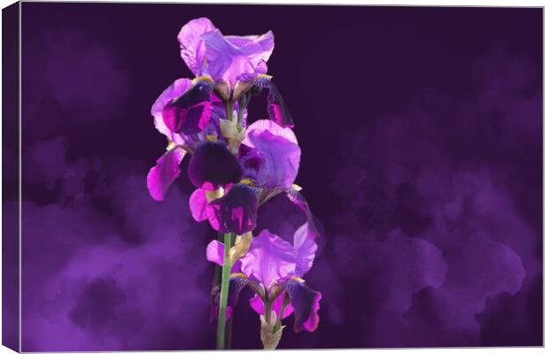 Smoky Irises Canvas Print by Alison Chambers