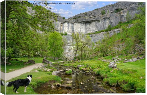 Dog Days Out At Malham Cove Canvas Print by Alison Chambers