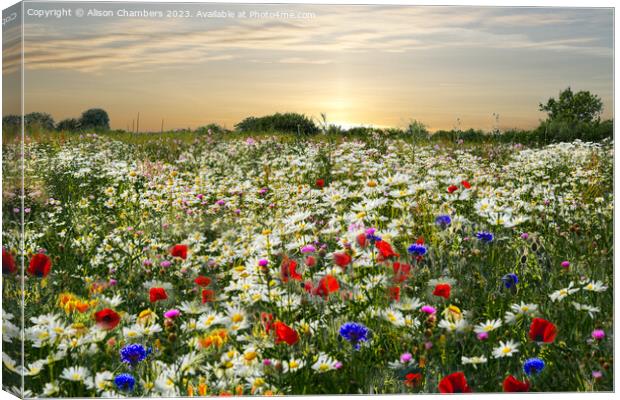 Wildflower Meadow  Canvas Print by Alison Chambers