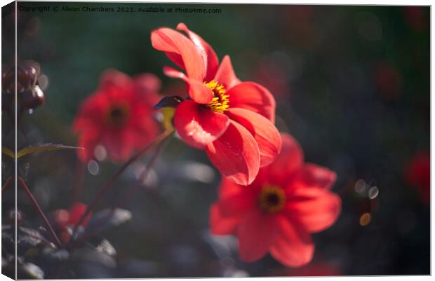 Morning Dahlias  Canvas Print by Alison Chambers