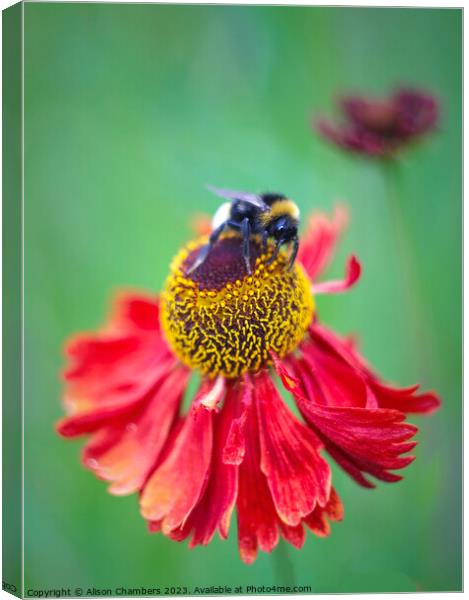 Busy Bee Canvas Print by Alison Chambers