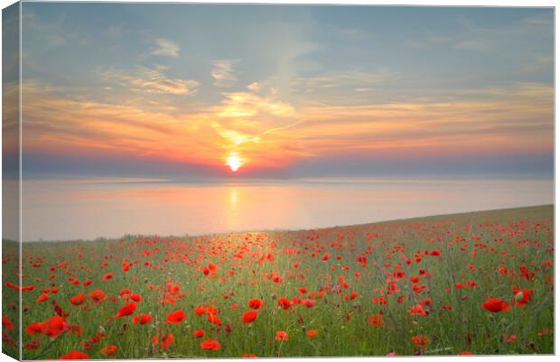 Yorkshire Coast Poppy Field Canvas Print by Alison Chambers