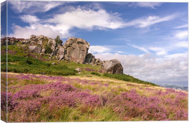 Ilkley Moor Cow and Calf Canvas Print by Alison Chambers
