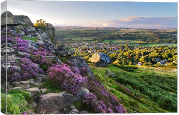 Cow and Calf Ilkley Moor Canvas Print by Alison Chambers