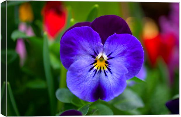 Pansy Perfection Canvas Print by Alison Chambers
