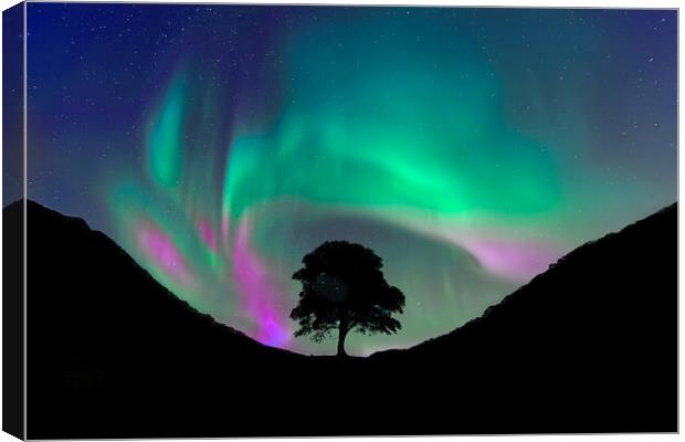 Sycamore Gap Canvas Print by Alison Chambers