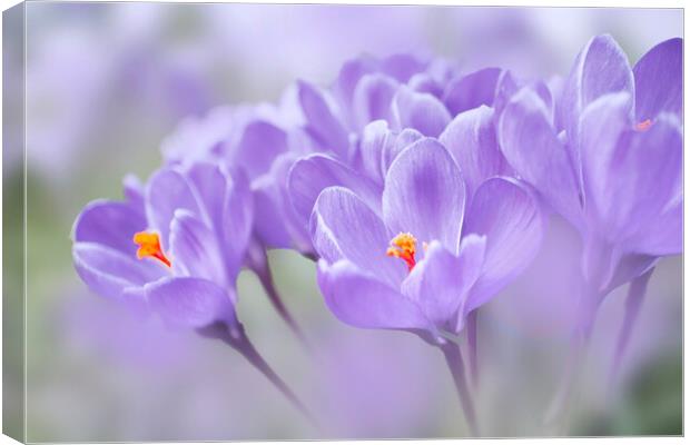 Crocuses Canvas Print by Alison Chambers