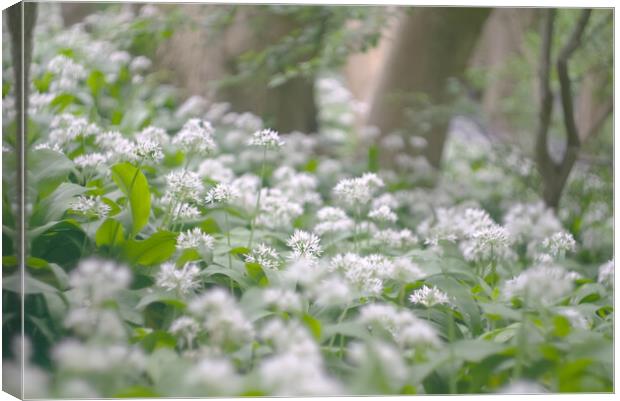 Wild Garlic Flowers Canvas Print by Alison Chambers