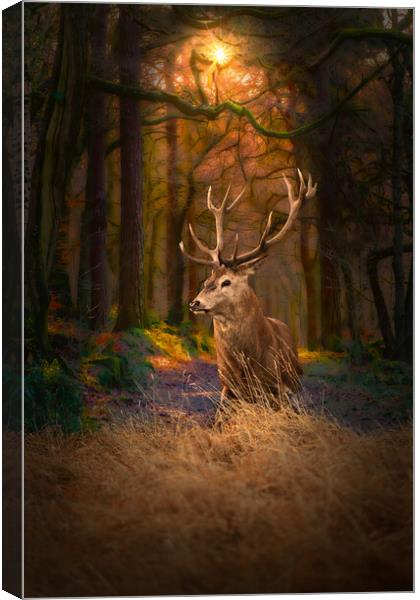 Scottish Red Deer Stag Canvas Print by Alison Chambers