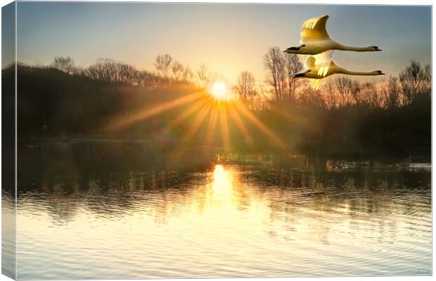 Flying Sunrise Swans Canvas Print by Alison Chambers