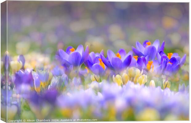 A Carpet of Crocuses Canvas Print by Alison Chambers