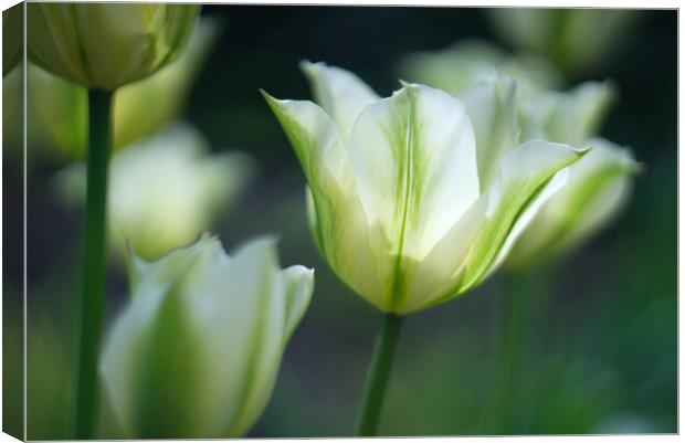 Tulips Canvas Print by Alison Chambers