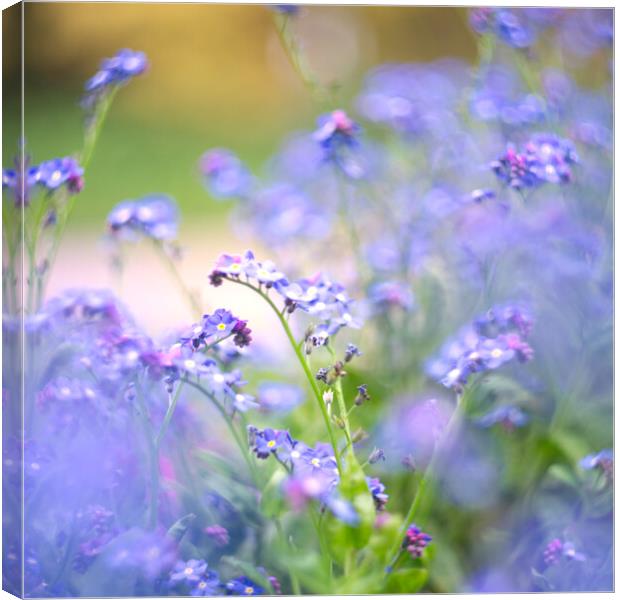 Forget Me Nots Canvas Print by Alison Chambers