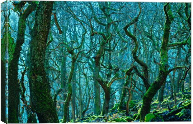 Enchanting Woods of Padley Gorge Canvas Print by Alison Chambers