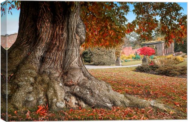 Cannon Hall Old Chestnut Tree Canvas Print by Alison Chambers