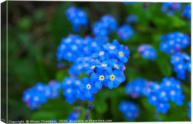 Forget Me Nots Canvas Print by Alison Chambers