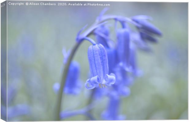 Bluebell Flowers Canvas Print by Alison Chambers