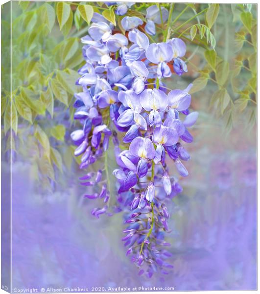 Wisteria  Canvas Print by Alison Chambers