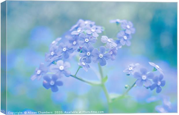 Forget-Me-Nots Canvas Print by Alison Chambers