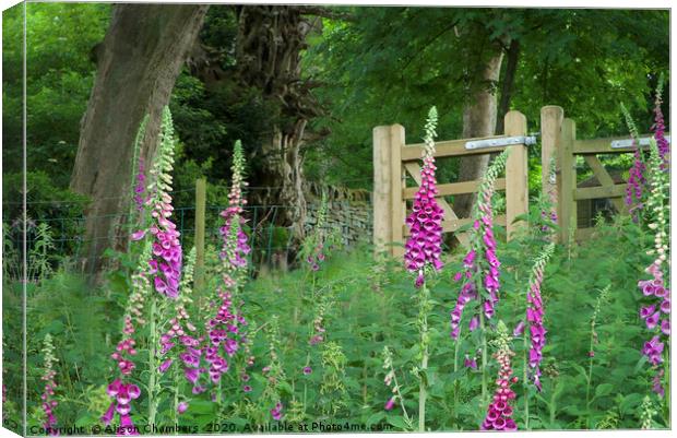  Woodland Gate Foxgloves Canvas Print by Alison Chambers