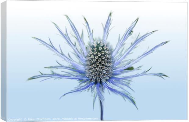 Sea Holly Single Canvas Print by Alison Chambers