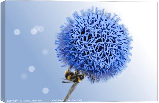 Bee on Globe Thistle Canvas Print by Alison Chambers