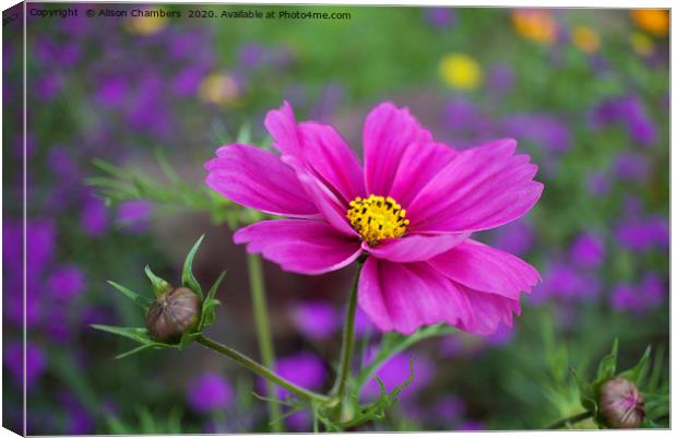 Cosmos Flower Canvas Print by Alison Chambers