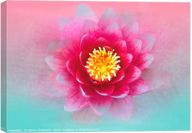 Lotus Flower Canvas Print by Alison Chambers