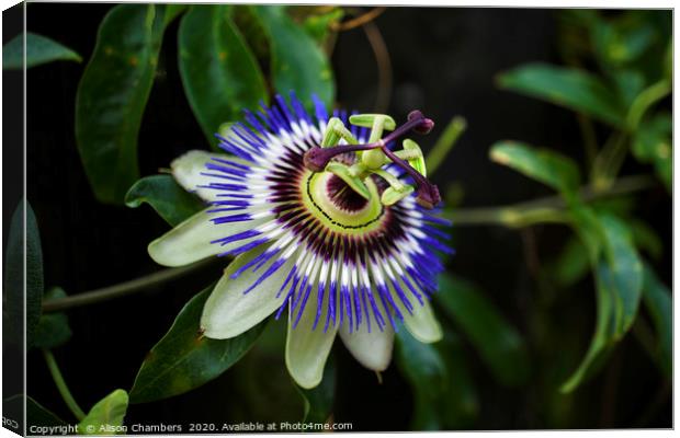 Passion Flower Canvas Print by Alison Chambers