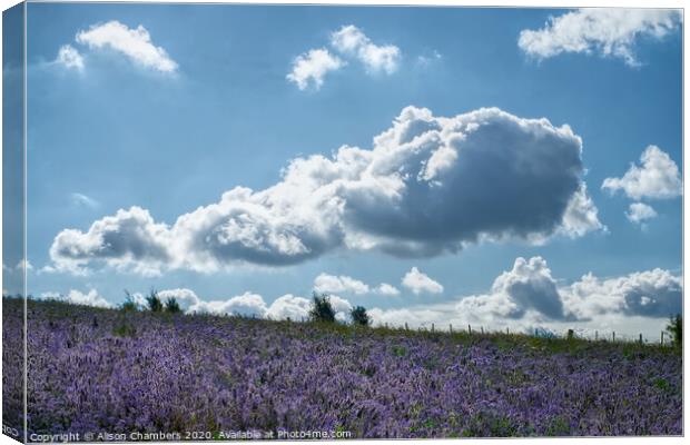 Cloud Over Phacelia Field Canvas Print by Alison Chambers
