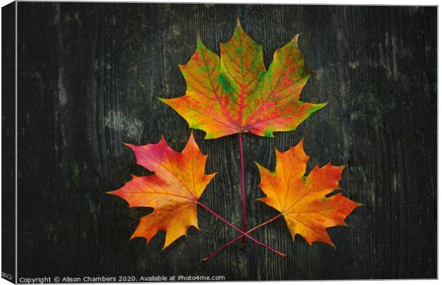 Autumn Fire Canvas Print by Alison Chambers