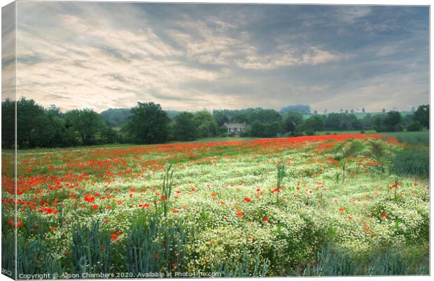 Poppy and Chamomile Field  Canvas Print by Alison Chambers