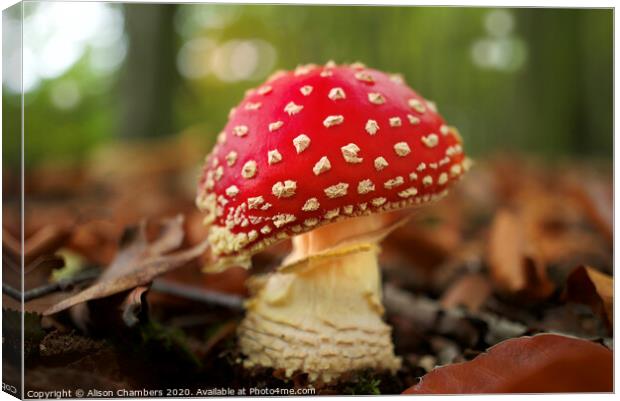 Fly Agaric Canvas Print by Alison Chambers