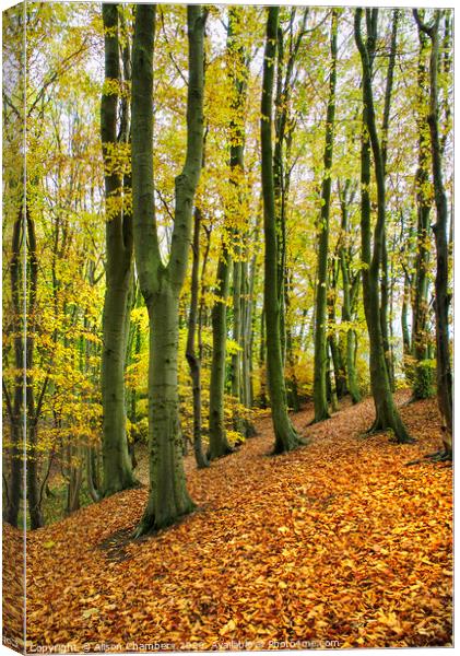 Beech Trees at Marsh Brook Woods Canvas Print by Alison Chambers