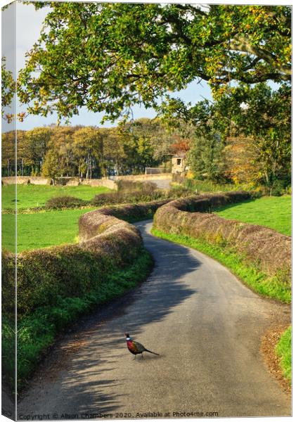 Country Pheasant Hemingfield Canvas Print by Alison Chambers