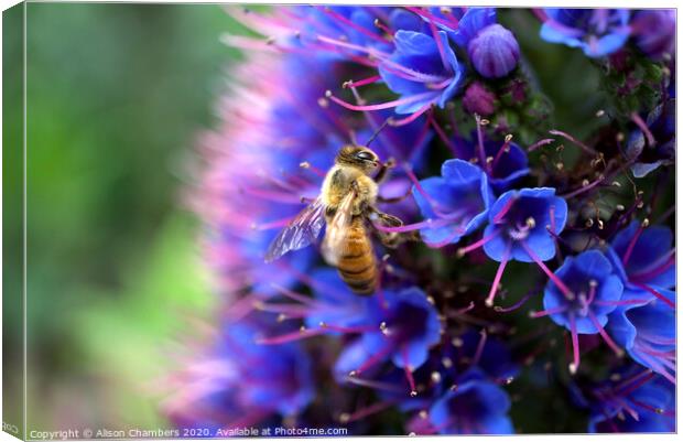 Bee On Echium Canvas Print by Alison Chambers