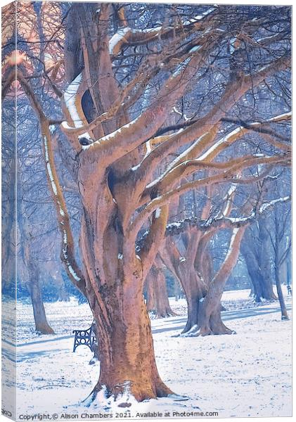 Winter Trees at Locke Park Canvas Print by Alison Chambers