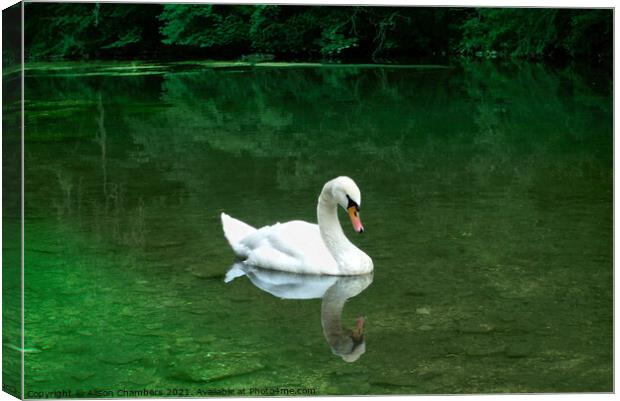 Elegant Swan Youlgreave Canvas Print by Alison Chambers
