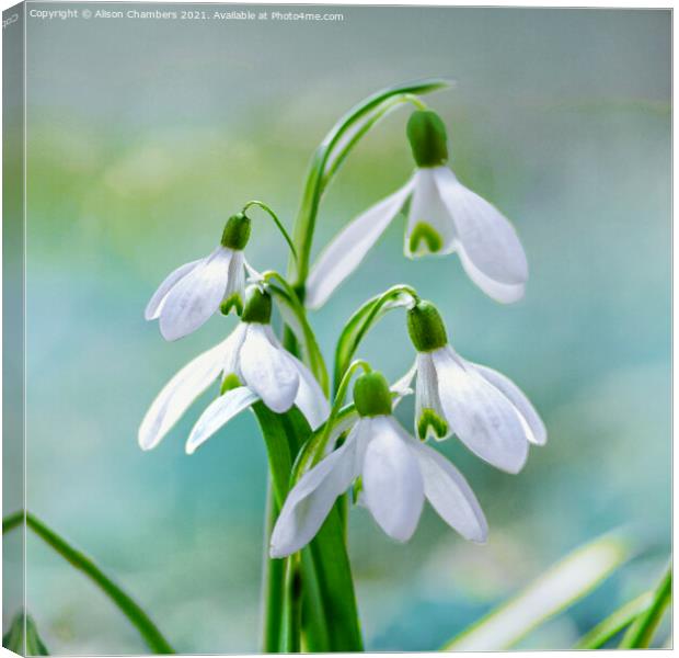 Pretty Snowdrops Canvas Print by Alison Chambers