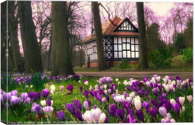 Crocuses at Thornes Park in Wakefield  Canvas Print by Alison Chambers