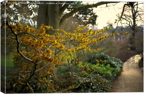 Witch Hazel in Sheffield Botanical Gardens  Canvas Print by Alison Chambers
